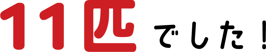 11匹でした！